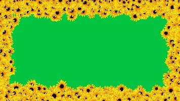 girasol floreciente partícula animación marco en verde pantalla antecedentes video