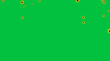 girasole in movimento particella animato autunno su verde schermo sfondo video