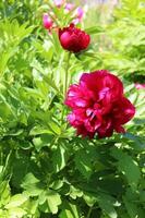 photo blooming crimson peonies on a bush in the garden on a sunny summer day