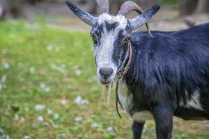 Portrait of a cute goat on a farm on the green grass. Goat on pasture photo