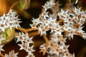 close up of beautiful small flowers. Natural pattern photo