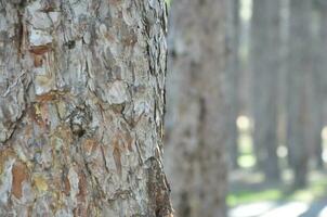 Close-up pine tree and blurred trees behind photo