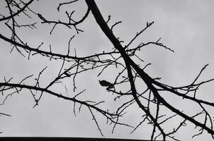 Single leaf and maple branches against gray sky photo