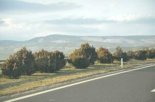 Roadside rows of small ball trees mountain clouds and sky photo