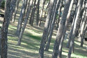 bosque árbol forrado ligeramente a el Derecha foto