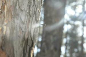 Close-up pine tree and blurred trees behind photo