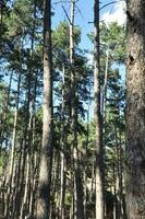 majestuoso ver de denso bosque arboles foto