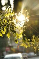 Close-up of green leaves photo