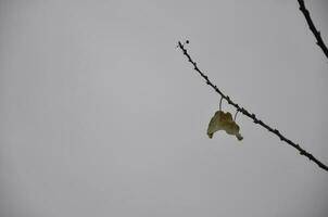 Gray sky and green leaf orange photo