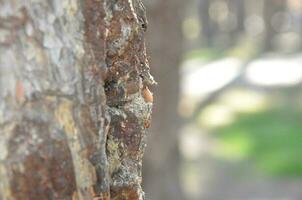 de cerca pino árbol y borroso arboles detrás foto