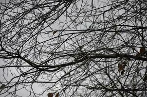 Gray sky and sparsely leafy tree branches photo