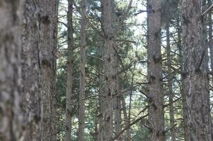 leafless pines after leafless pines photo