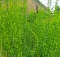 Eupatorium capillifolium, or dogfennel, is a North American perennial herbaceous plant in the family Asteraceae, native to the eastern and south-central United States. photo