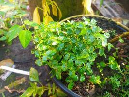 Papaya leaves that sprouts from seeds and look thick and wet with water photo