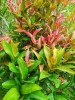 Syzygium myrtifolium in Indonesia is known as pucuk merah. The color of the newly appeared leaf buds has a bright red color, so this plant has the nickname Red Shoots. photo