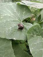 A baby frog, Bufo melanostictus Schneide, was sitting on a large pumpkin leaf. photo