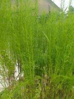 Eupatorium capillifolium, or dogfennel, is a North American perennial herbaceous plant in the family Asteraceae, native to the eastern and south-central United States. photo