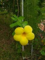 Allamanda cathartica, commonly called golden trumpet, common trumpetvine, terompet emas and yellow allamanda, is a species of flowering plant of the genus Allamanda in the family Apocynaceae. photo