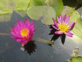 Nymphaea nouchali var. caerulea, is a water lily in the genus Nymphaea, a botanical variety of Nymphaea nouchali. photo