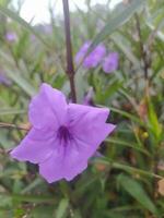 This purple flower is known in Indonesia as Kencana Ungu. Ruellia simplex, the Mexican petunia, Mexican bluebell or Britton's wild petunia, is a species of flowering plant in the family Acanthacea photo