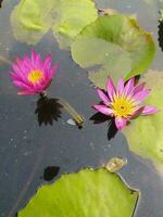 Nymphaea nouchali var. caerulea, is a water lily in the genus Nymphaea, a botanical variety of Nymphaea nouchali. photo