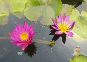 Nymphaea nouchali var. caerulea, is a water lily in the genus Nymphaea, a botanical variety of Nymphaea nouchali. photo