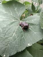 A baby frog, Bufo melanostictus Schneide, was sitting on a large pumpkin leaf. photo