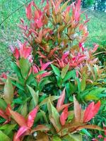 Syzygium myrtifolium in Indonesia is known as pucuk merah. The color of the newly appeared leaf buds has a bright red color, so this plant has the nickname Red Shoots. photo