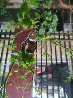 Hypolimnas bolina is a butterfly species that has a very attractive beauty both in terms of color and shape photo