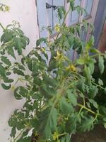 Flowering tomato plants photo