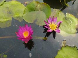 Nymphaea nouchali var. caerulea, is a water lily in the genus Nymphaea, a botanical variety of Nymphaea nouchali. photo