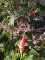 cayenne pepper that starts to bear fruit photo