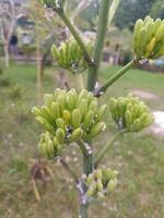 agave crisanta, el de flores doradas siglo planta, es un planta especies endémico a Arizona. usted lata ver el flores creciente en racimos algunos flores tener hormigas y mosca blanca absorbente planta fluidos foto