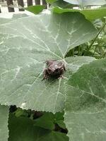 un bebé rana, bufo melanosticto Schneide, estaba sentado en un grande calabaza hoja. foto