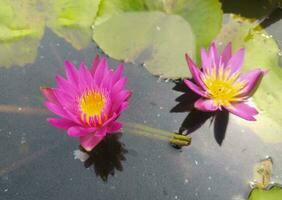 Nymphaea nouchali var. caerulea, is a water lily in the genus Nymphaea, a botanical variety of Nymphaea nouchali. photo