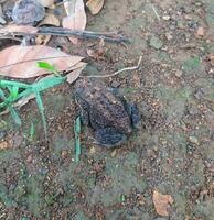 The frog under the tree or house frog has the scientific name Bufo melanostictus Schneider. photo