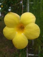 Allamanda cathartica, commonly called golden trumpet, common trumpetvine, terompet emas and yellow allamanda, is a species of flowering plant of the genus Allamanda in the family Apocynaceae. photo