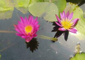 Nymphaea nouchali var. caerulea, is a water lily in the genus Nymphaea, a botanical variety of Nymphaea nouchali. photo