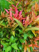 Syzygium myrtifolium in Indonesia is known as pucuk merah. The color of the newly appeared leaf buds has a bright red color, so this plant has the nickname Red Shoots. photo