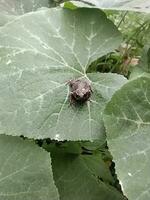 A baby frog, Bufo melanostictus Schneide, was sitting on a large pumpkin leaf. photo
