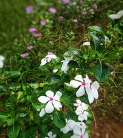 estos blanco flores en Indonesia son conocido como tapak Dara o catharanthus Roseus don. foto