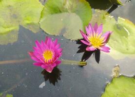 Nymphaea nouchali var. caerulea, is a water lily in the genus Nymphaea, a botanical variety of Nymphaea nouchali. photo