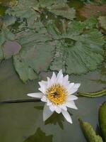 Beautiful white lotus flowers are above the pond. Nymphaea alba, the white waterlily, European white water lily or white nenuphar, is an aquatic flowering plant in the family Nymphaeaceae photo