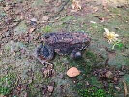 The frog under the tree or house frog has the scientific name Bufo melanostictus Schneider. photo