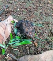 The frog under the tree or house frog has the scientific name Bufo melanostictus Schneider. photo