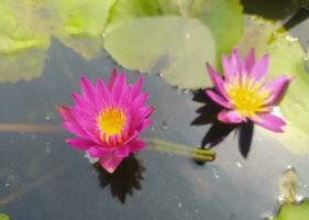 Nymphaea nouchali var. caerulea, is a water lily in the genus Nymphaea, a botanical variety of Nymphaea nouchali. photo