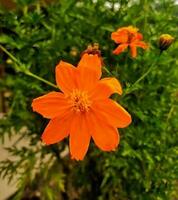 kenikir azufre o cosmos sulphureus es un especies de floración planta en el girasol familia asteráceas, además conocido como azufre cosmos y amarillo cosmos. foto formatos