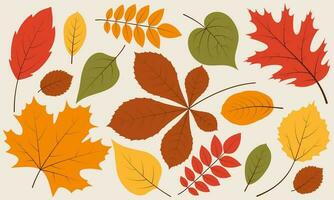 Autumn leaves set vector