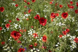 Flower field with poppies and daisies in summer june. Blossom photo