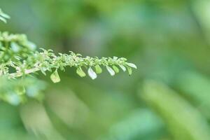 Natural green plants landscape selective focus background, Closeup nature view of freshness green leaf with copy space photo